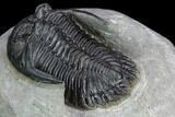 Detailed Hollardops Trilobite - Gorgeous Specimen #126293-4